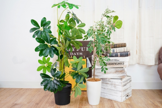 風水における観葉植物の効果とは