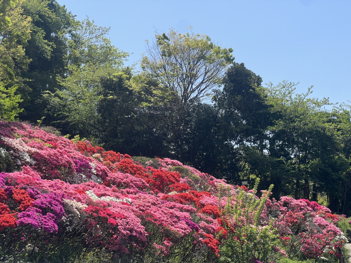葉山のつつじの画像