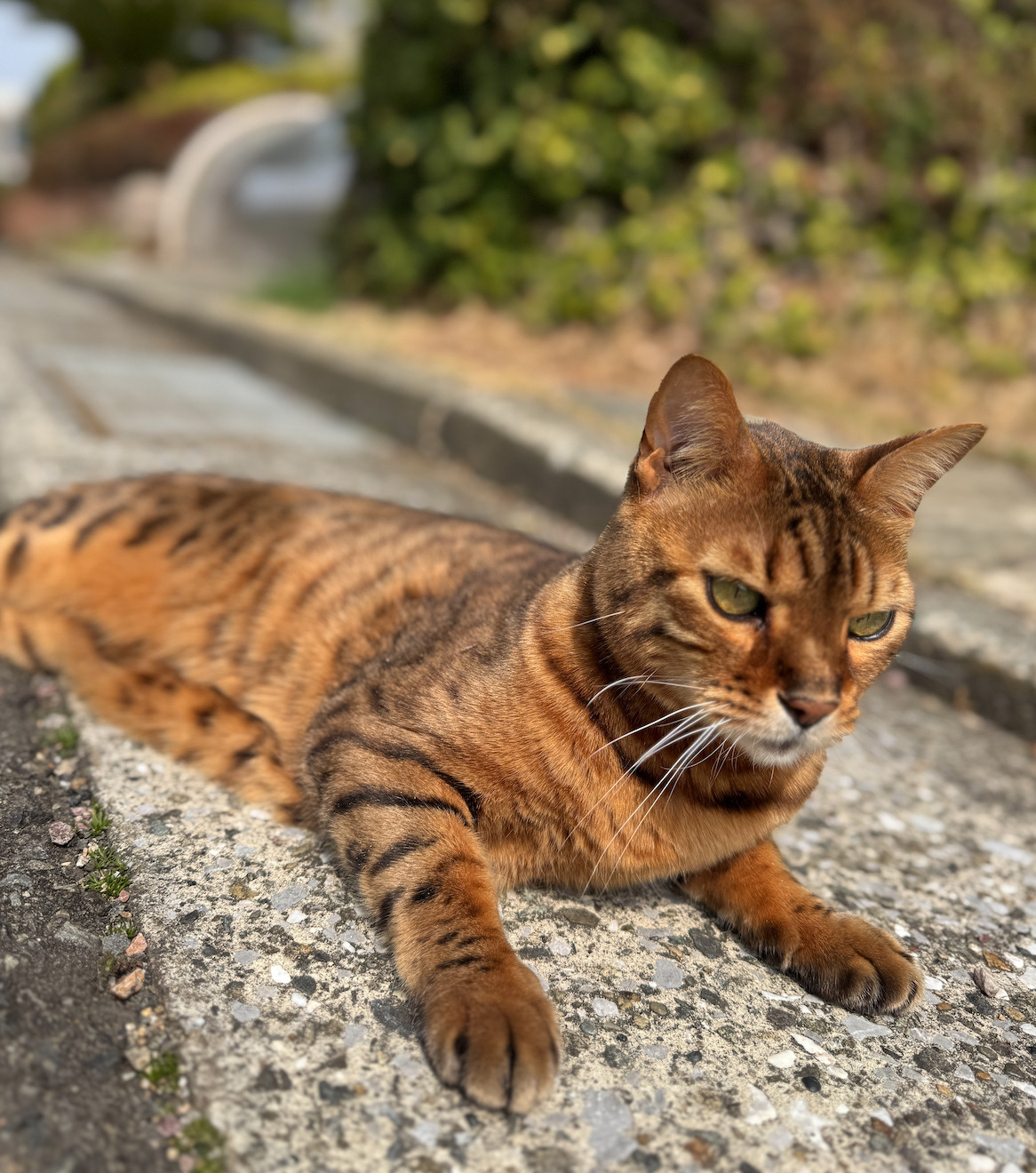 佐島の猫の画像