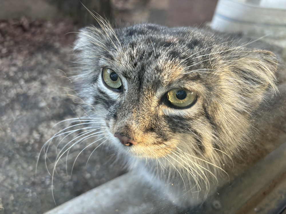 動物園！の画像