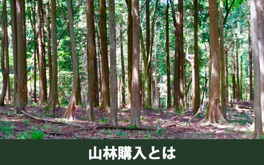 不動産投資における山林購入とは