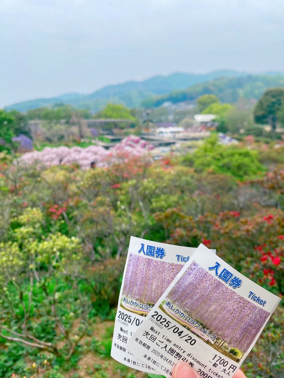 あしかがフラワーパークの画像