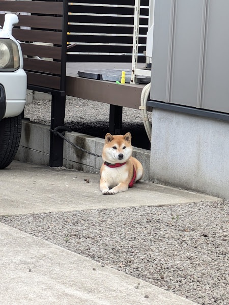 安全圏から見守る看板犬