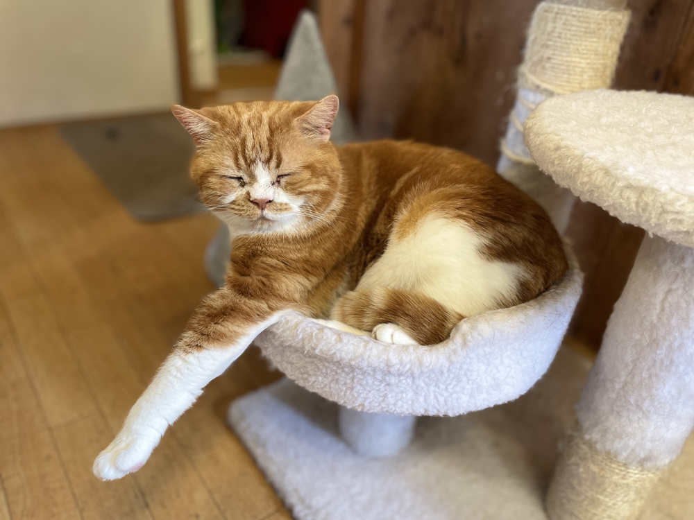 猫カフェの画像
