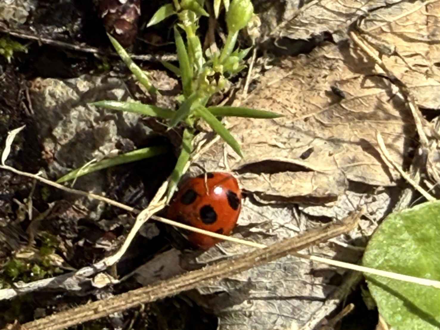 本日も朝からWEBで査定相談の画像