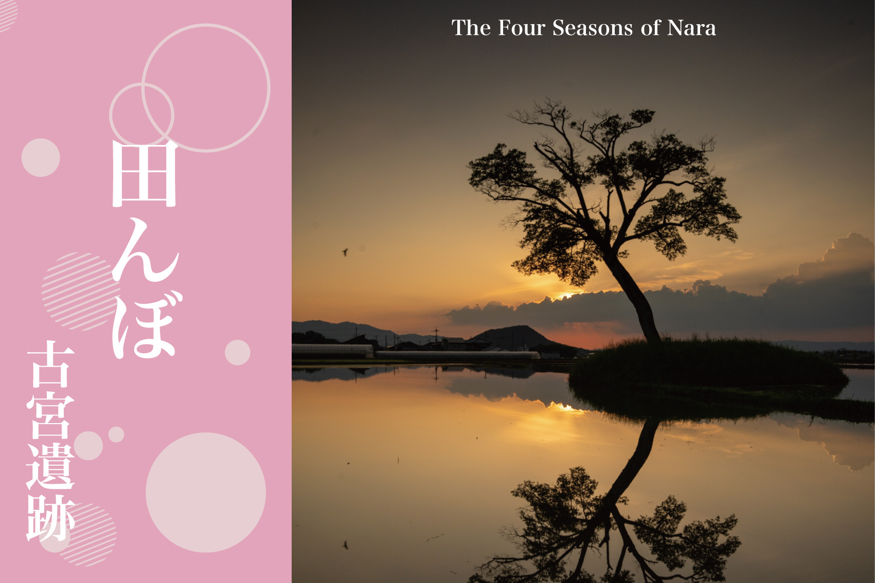 幻想に染まる夕景 – 古宮遺跡と水田の美しき共演の画像