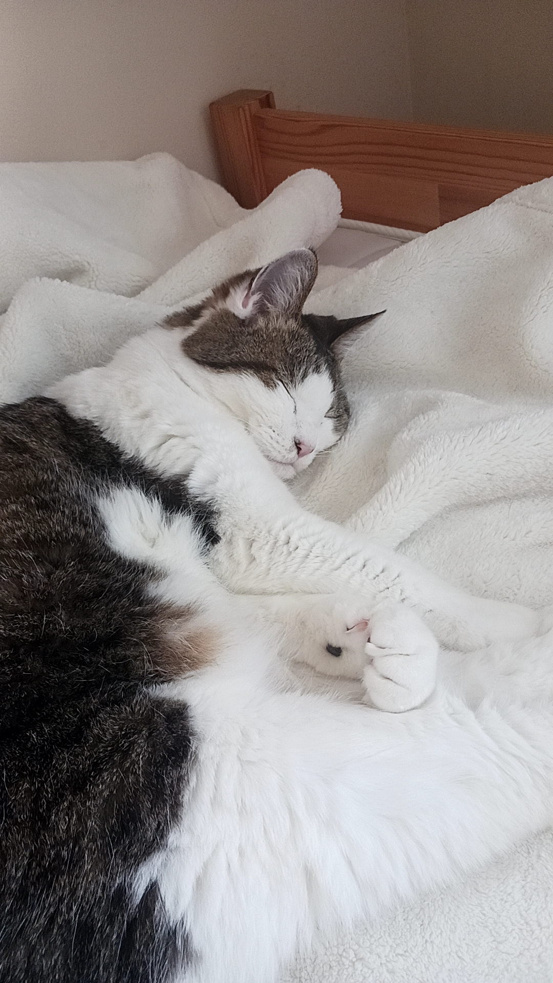 スムトコ不動産事務サポートOのブログ『星野源さんLIVE✨』の画像