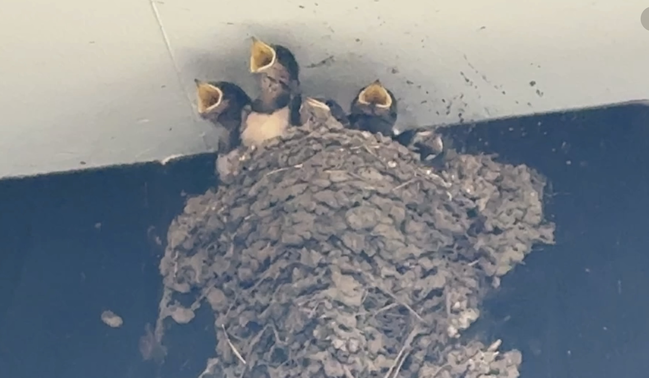 湘南葉山不動産のツバメちゃんの画像