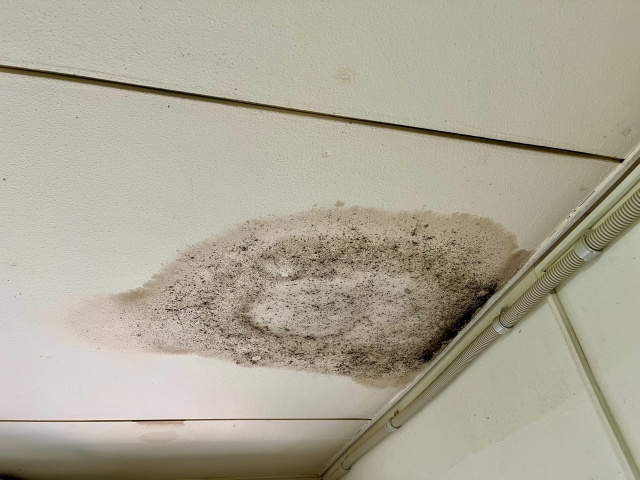 空き家にカビが発生する原因は？放置するリスクや対策をご紹介！の画像