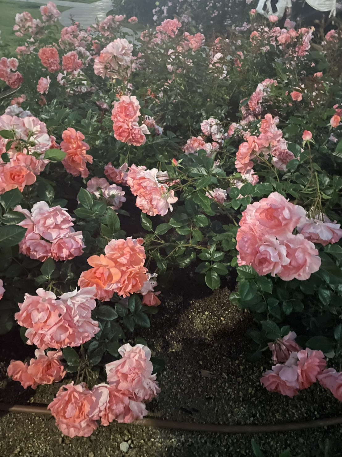 【BLOG】中之島バラ園の画像