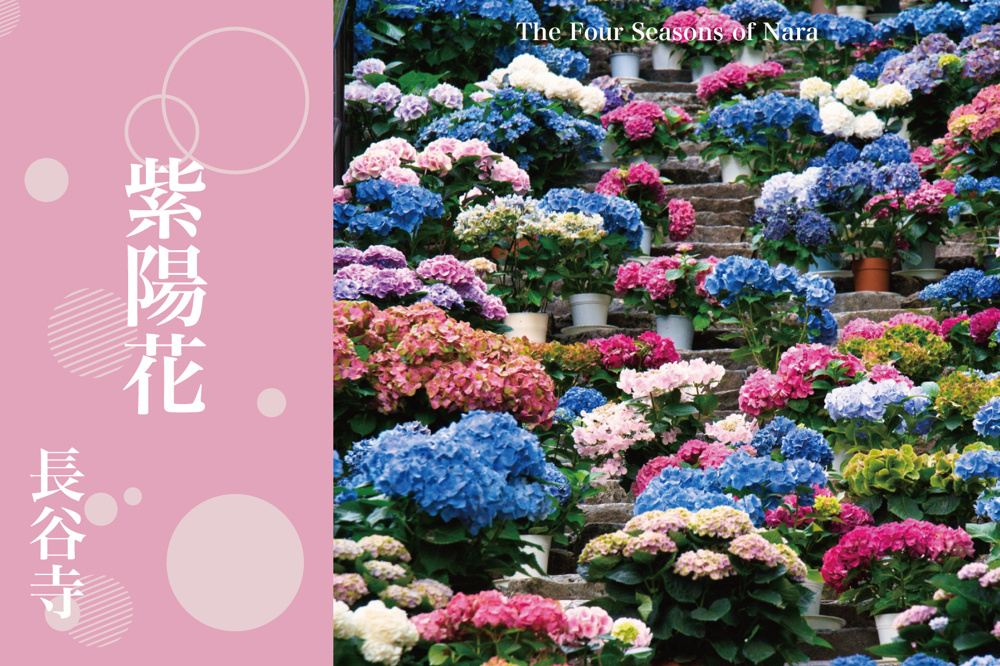 紫陽花が彩る初夏の風景―長谷寺のあじさい回廊を歩くの画像