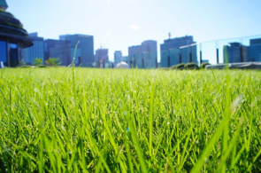 都会の癒し屋上緑地の意外な効果とは？おすすめスポット3選の画像