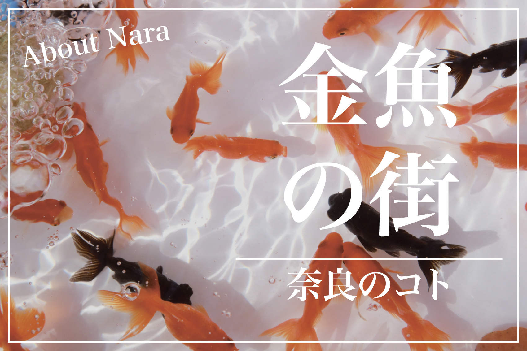 なぜ大和郡山市は金魚で有名なのか？の画像