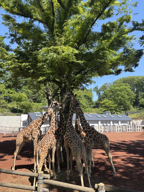 ガォー！の画像