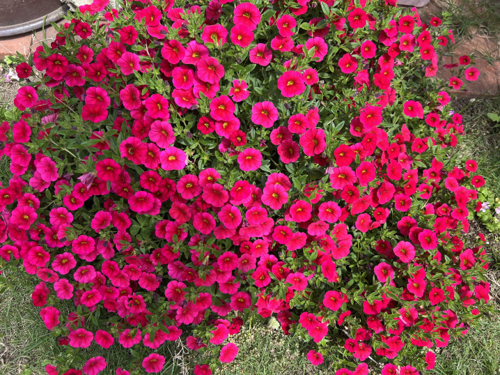 庭の花が育ちましたの画像