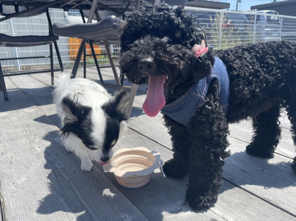 愛犬に癒された休日♪の画像