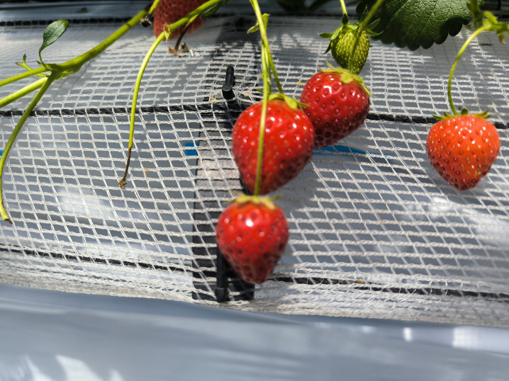 ６月３日：越谷いちごタウンの画像