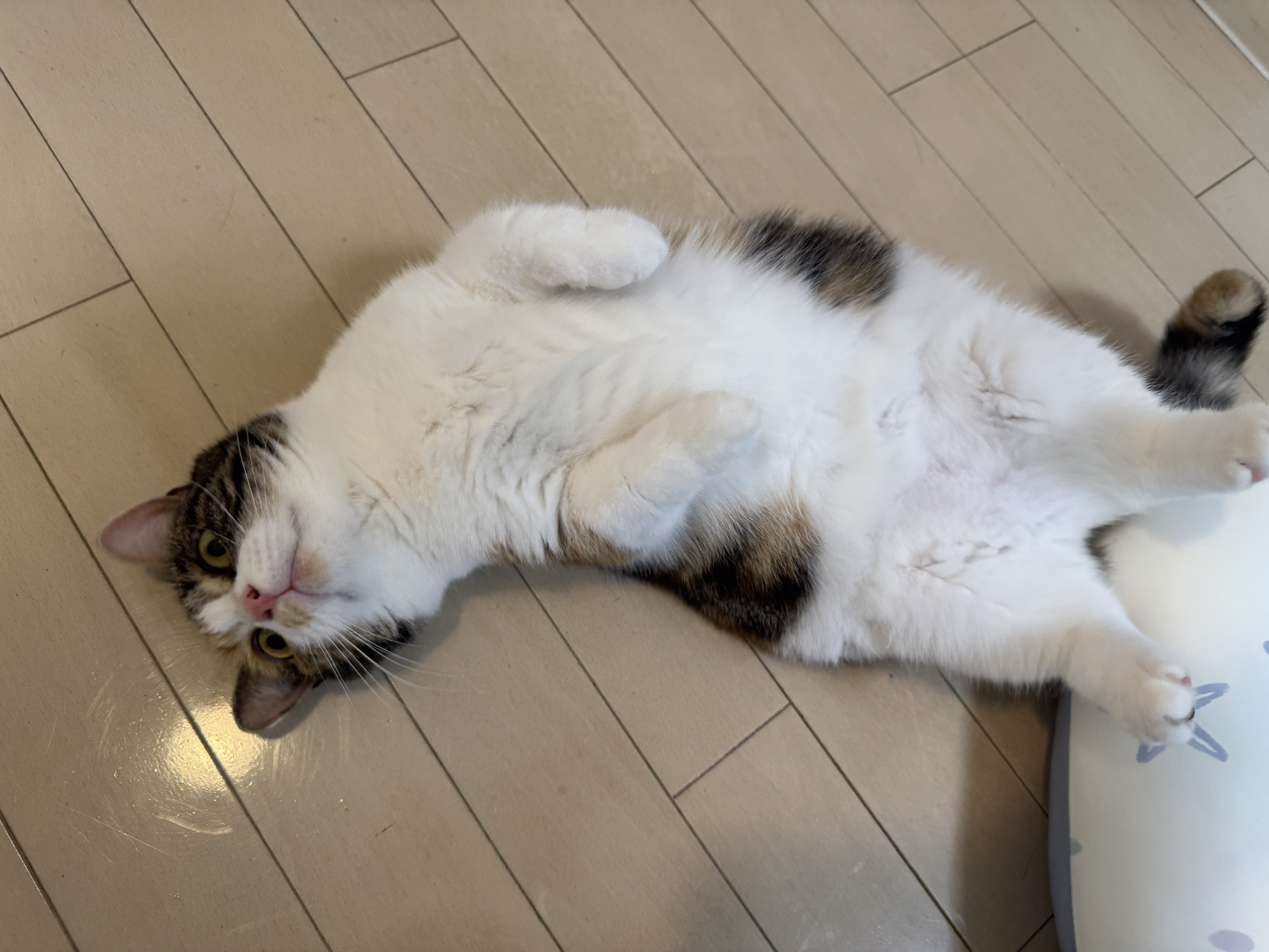 【BLOG】気が付けばもう6月の画像