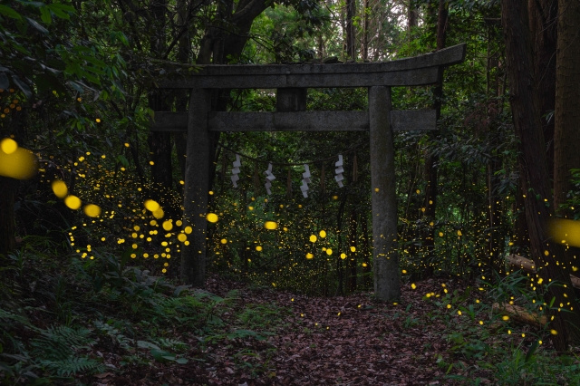 福岡の6月は、梅雨のしっとりとした空気の中で自然の美しさが際立つ季節の画像