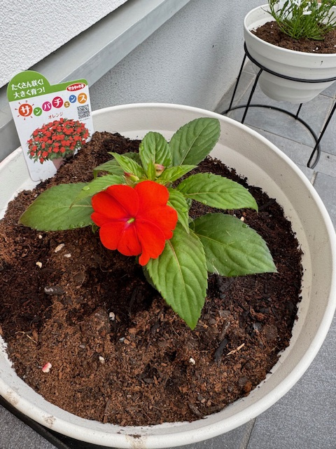 お花を育て始めましたの画像