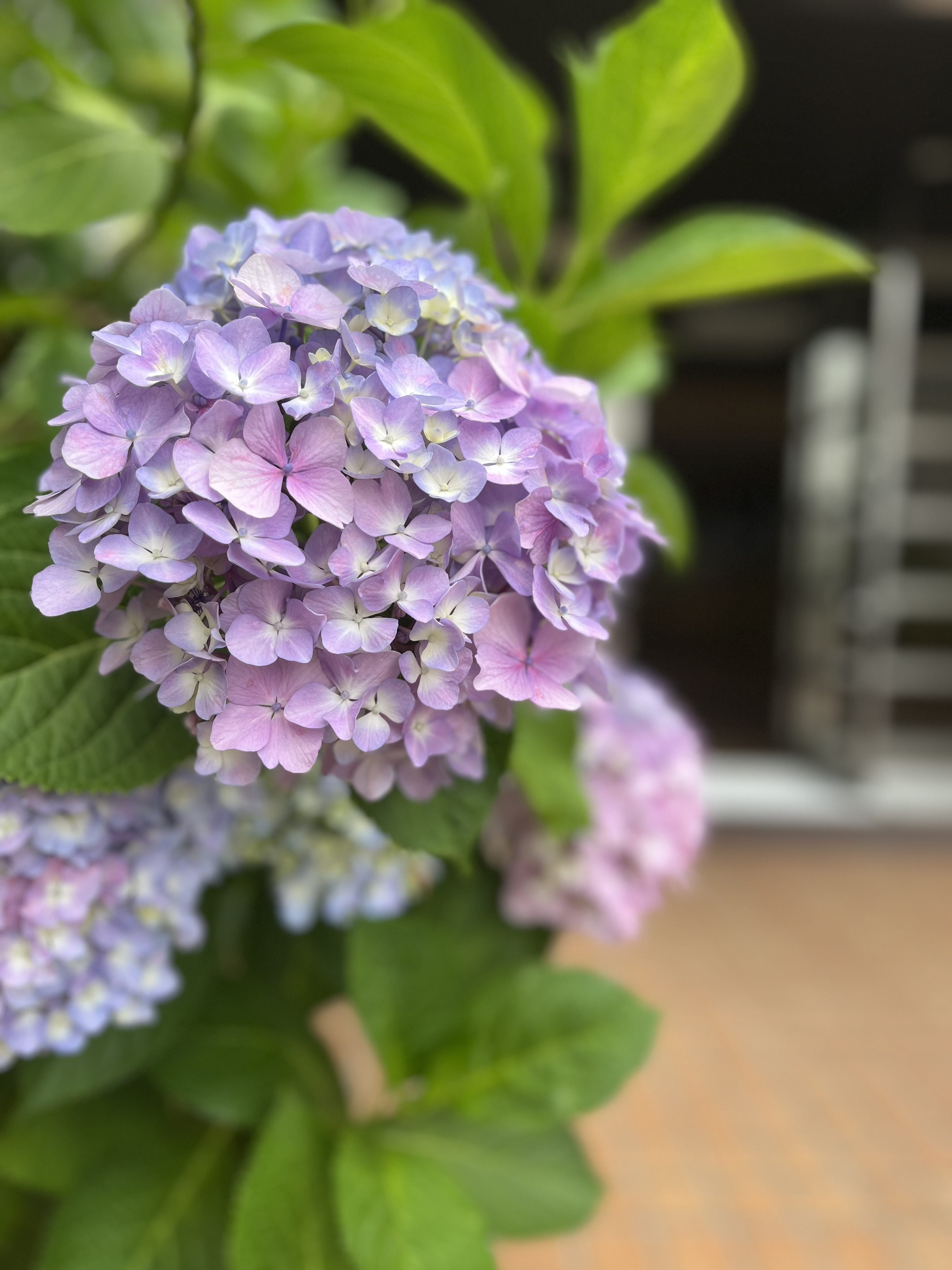 エントランスの紫陽花の画像