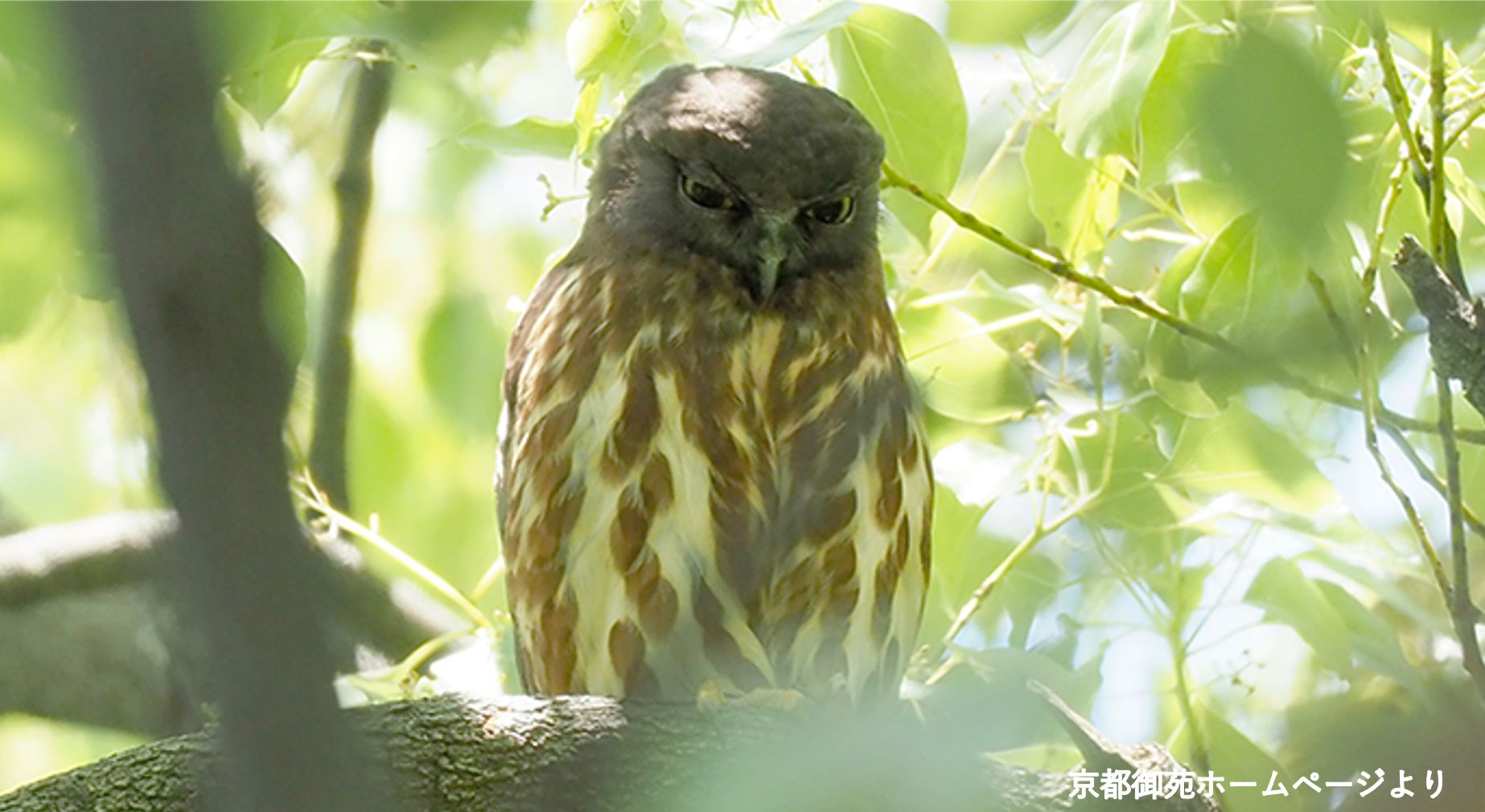 京都御苑でどんな野鳥の種類に出会える？野鳥観察と住環境の魅力をご紹介の画像