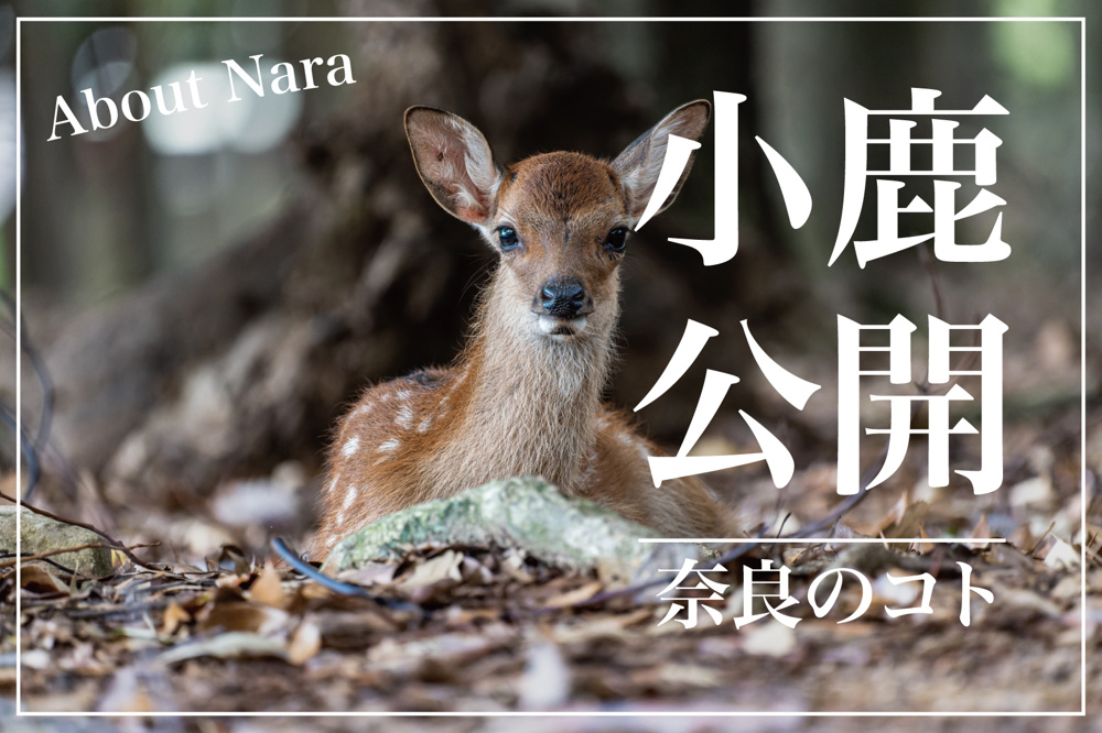 奈良の小鹿公開！今年は何頭生まれた？命の誕生を見守る初夏の風物詩の画像