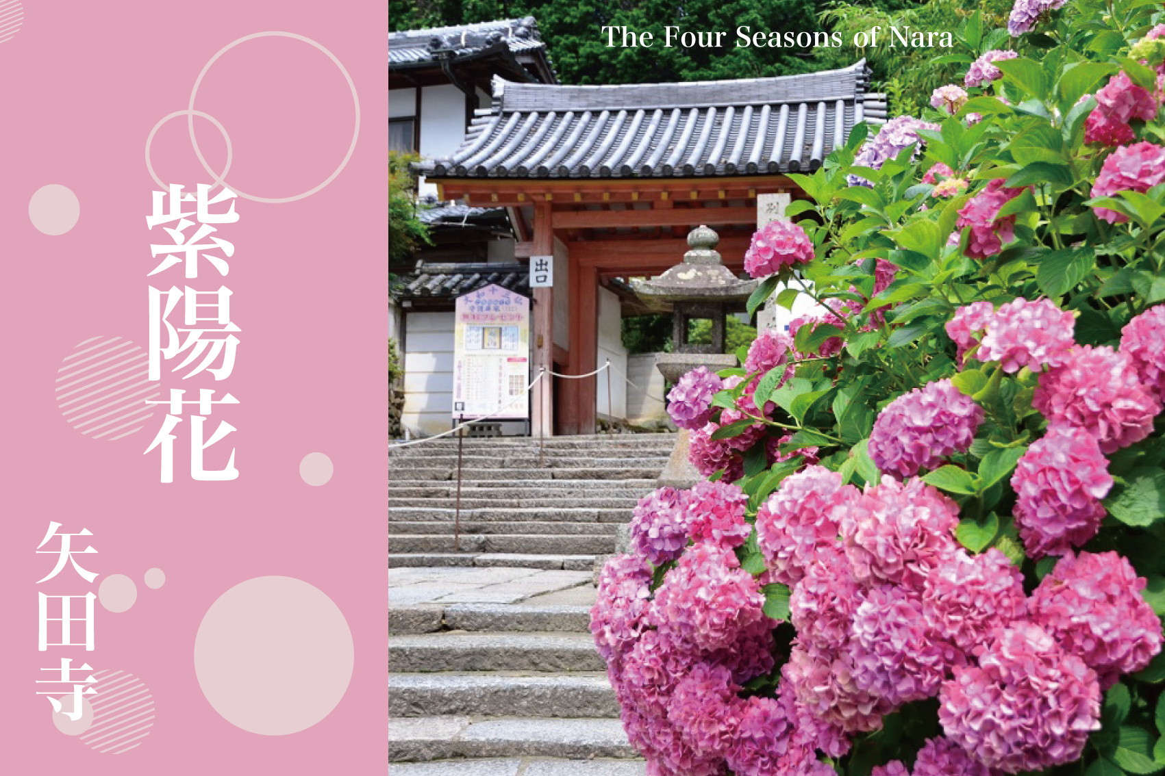 梅雨の彩り、矢田寺──紫陽花に包まれる祈りの寺の画像