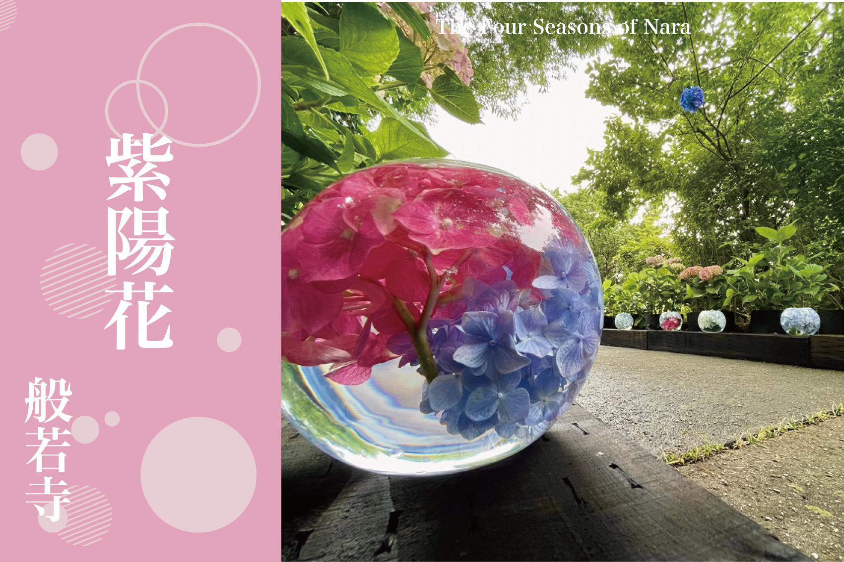 花と祈りが響き合う古都の初夏──般若寺の紫陽花に包まれての画像