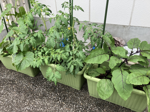 野菜を収穫しましたの画像