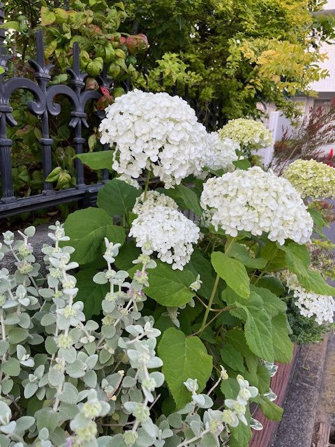 梅雨ですね。。。の画像