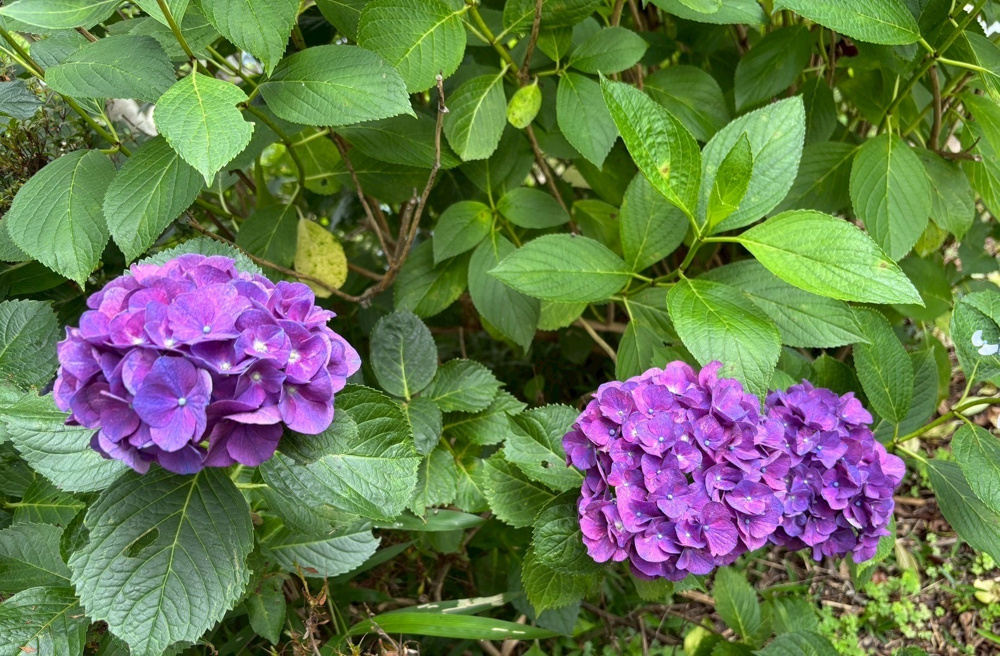 広島の紫陽花スポットはどこがおすすめ？人気名所や楽しみ方を紹介の画像