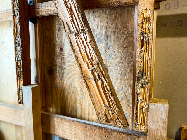 シロアリ被害に遭った家は売却可能？方法と注意点についても解説の画像