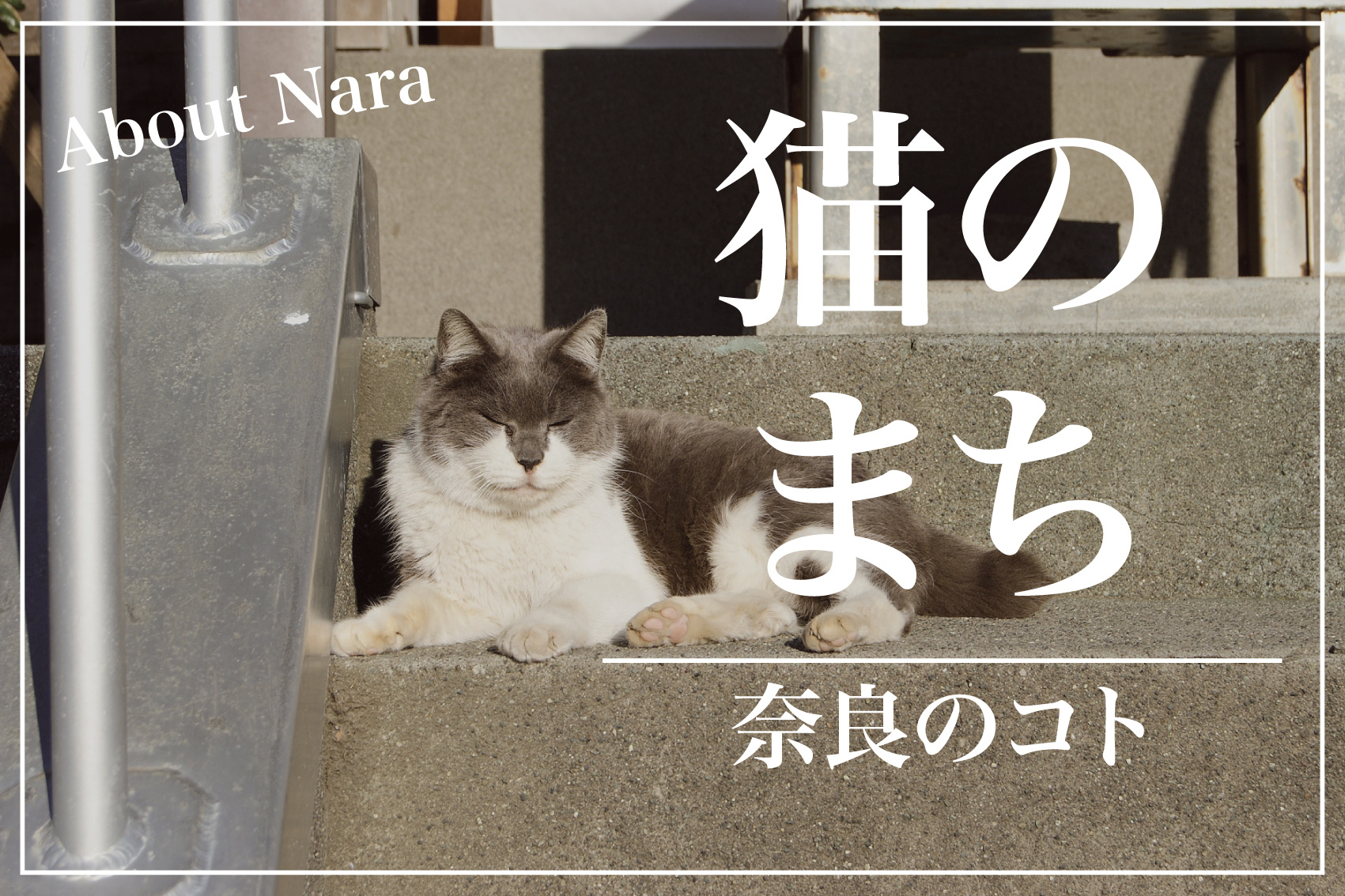 なぜ「ならまち」は“猫推し”なのか？ 古都に息づく猫と人とのやさしい関係の画像