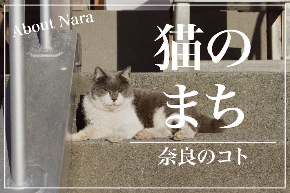 なぜ「ならまち」は“猫推し”なのか？ 古都に息づく猫と人とのやさしい関係の画像