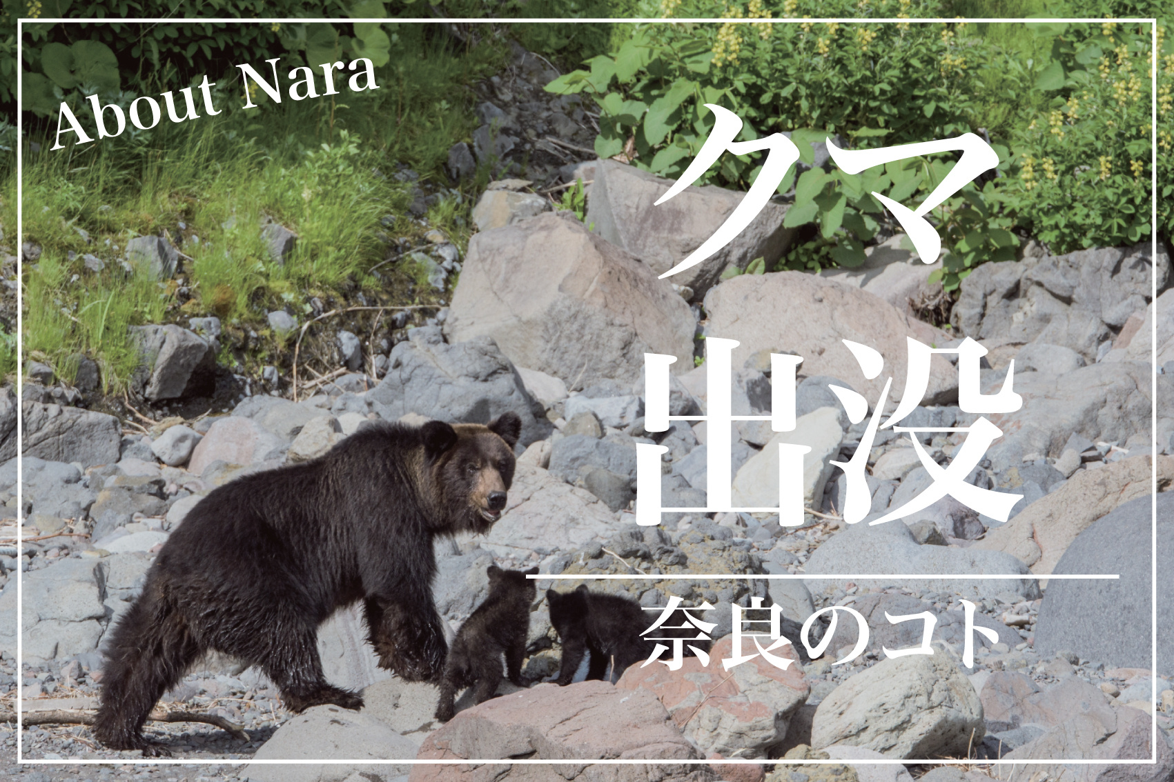 今年の熊は麓によく下りてくるけどなんで？ 奈良の山里に迫るクマ出没の理由とはの画像