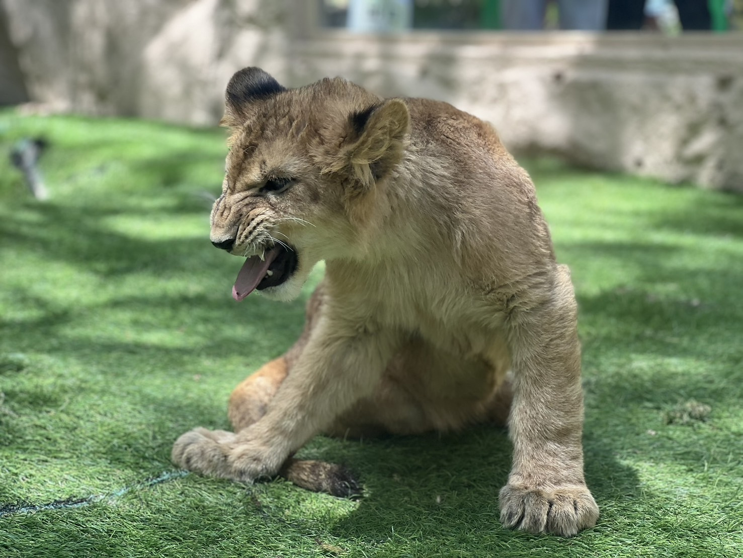 ZOO！の画像