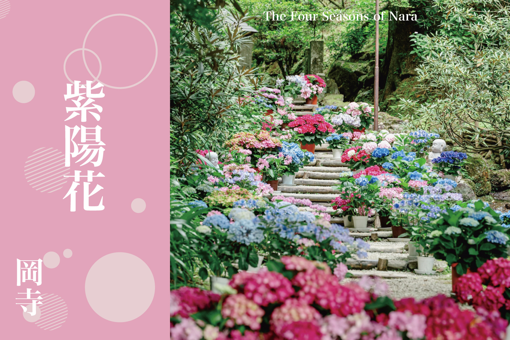 紫陽花が導く祈りの回廊──明日香・岡寺で出会う静寂の美の画像