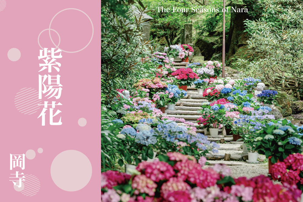 紫陽花が導く祈りの回廊──明日香・岡寺で出会う静寂の美の画像