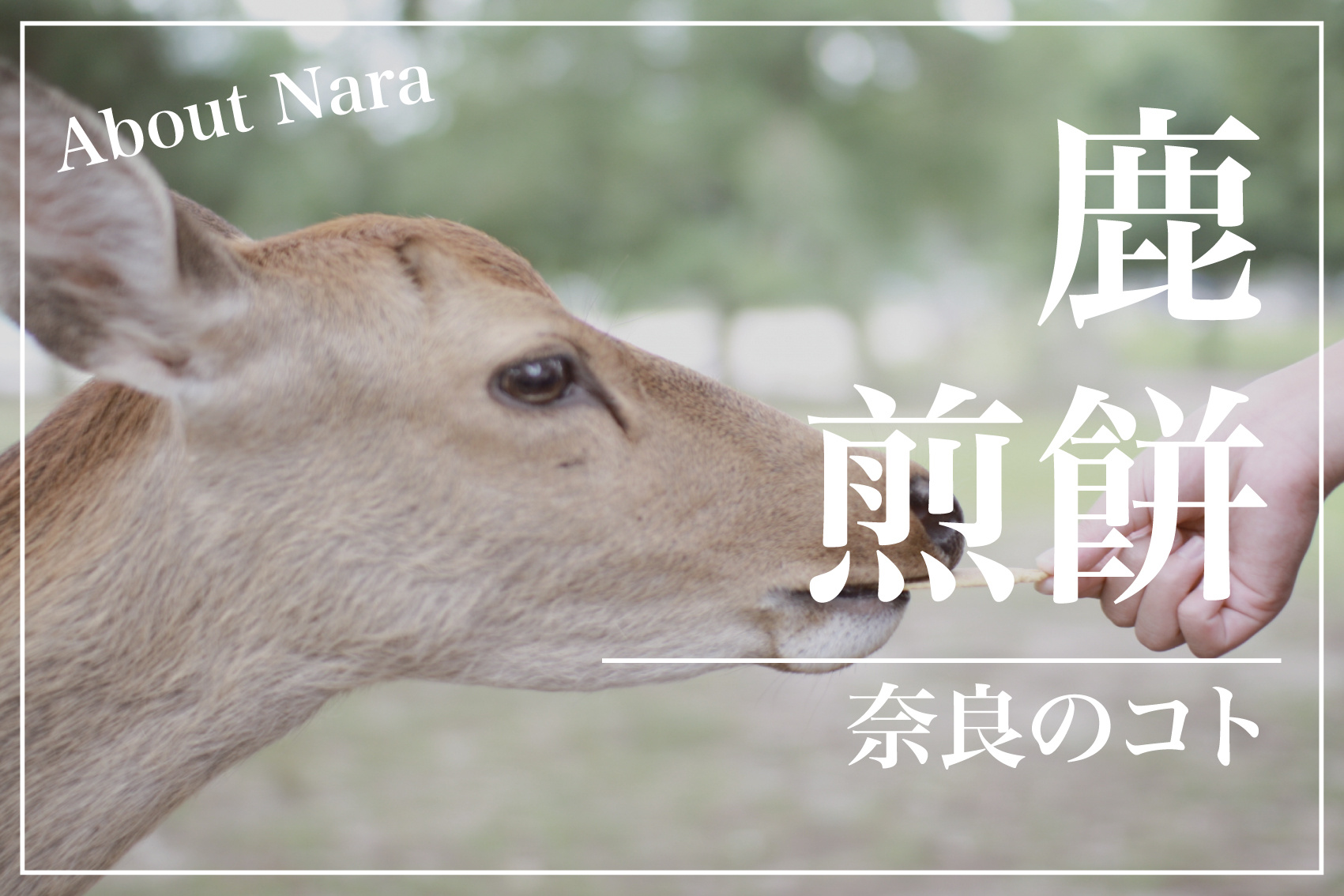 鹿せんべいって何でできてる？人は食べられるの？素朴な疑問を徹底解説！の画像