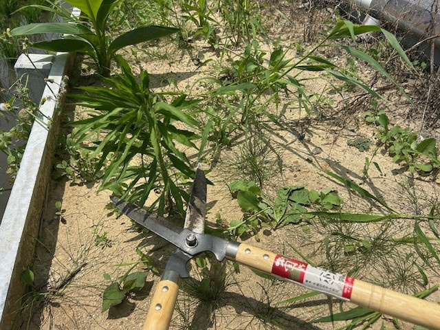 【愛西市不動産売却】草苅りの画像