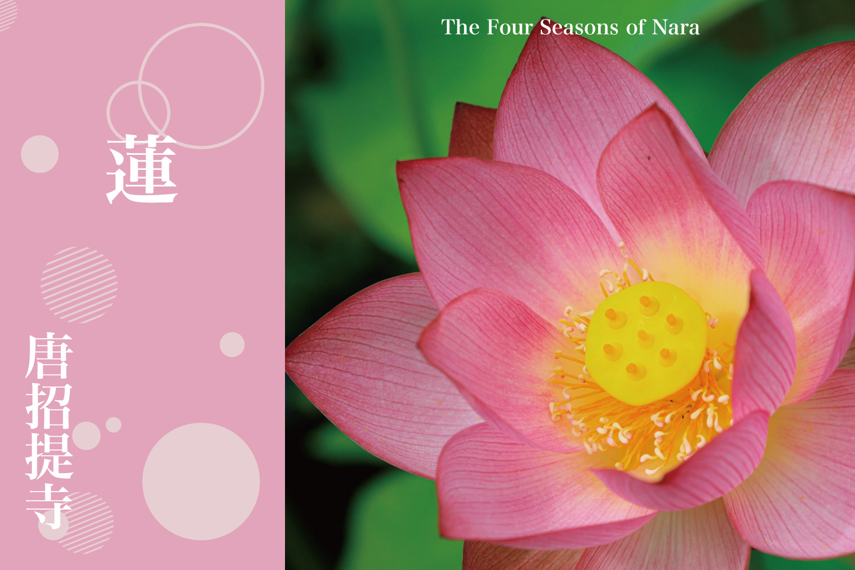 静寂に咲く夏の祈り──唐招提寺の蓮が奏でる仏の季節の画像