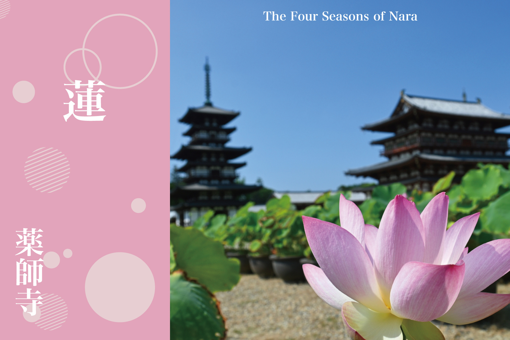 蓮に映る東塔の美──夏、薬師寺で出会う静寂と仏の光景の画像