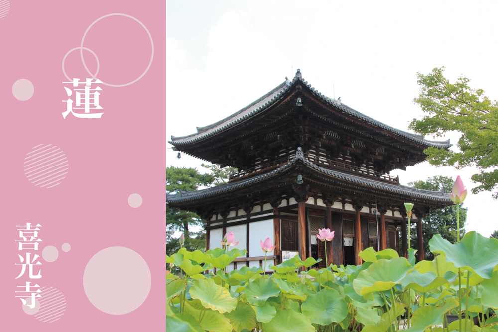 極楽浄土の風景──喜光寺に咲く夏の蓮が誘う静寂の美の画像