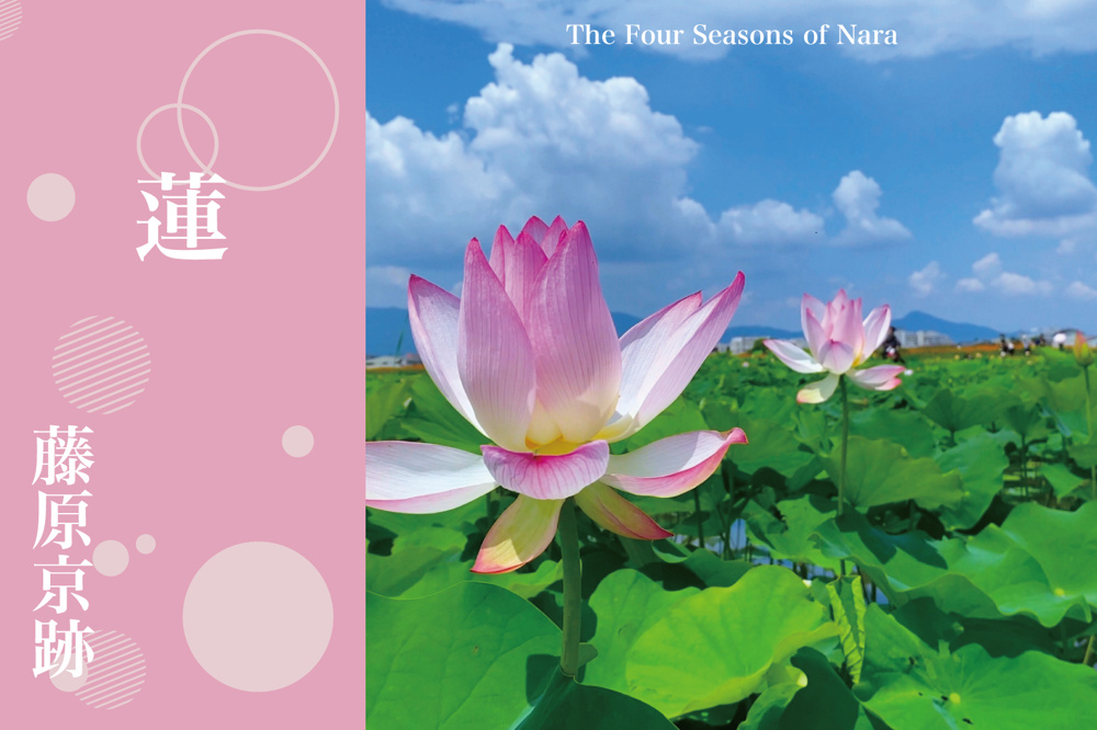 古代都に甦る蓮花絵巻──藤原京跡で出会う夏の記憶の画像