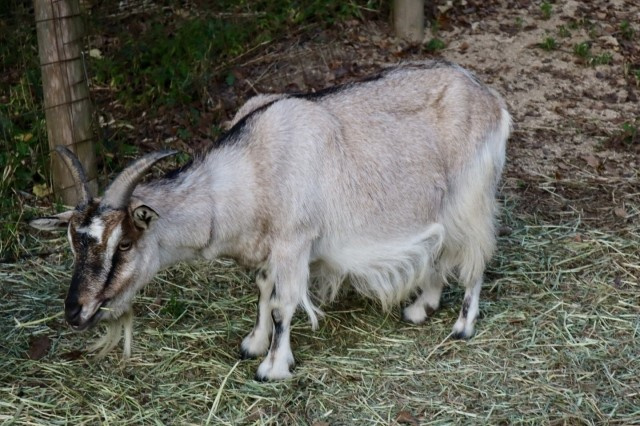 神戸市北区にある「弓削牧場」の概要！酪農の特徴や施設もご紹介