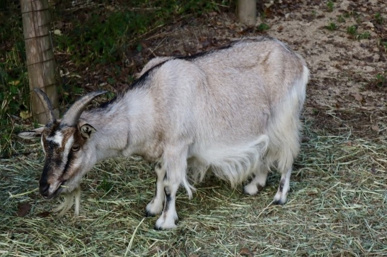 神戸市北区にある「弓削牧場」の概要！酪農の特徴や施設もご紹介の画像