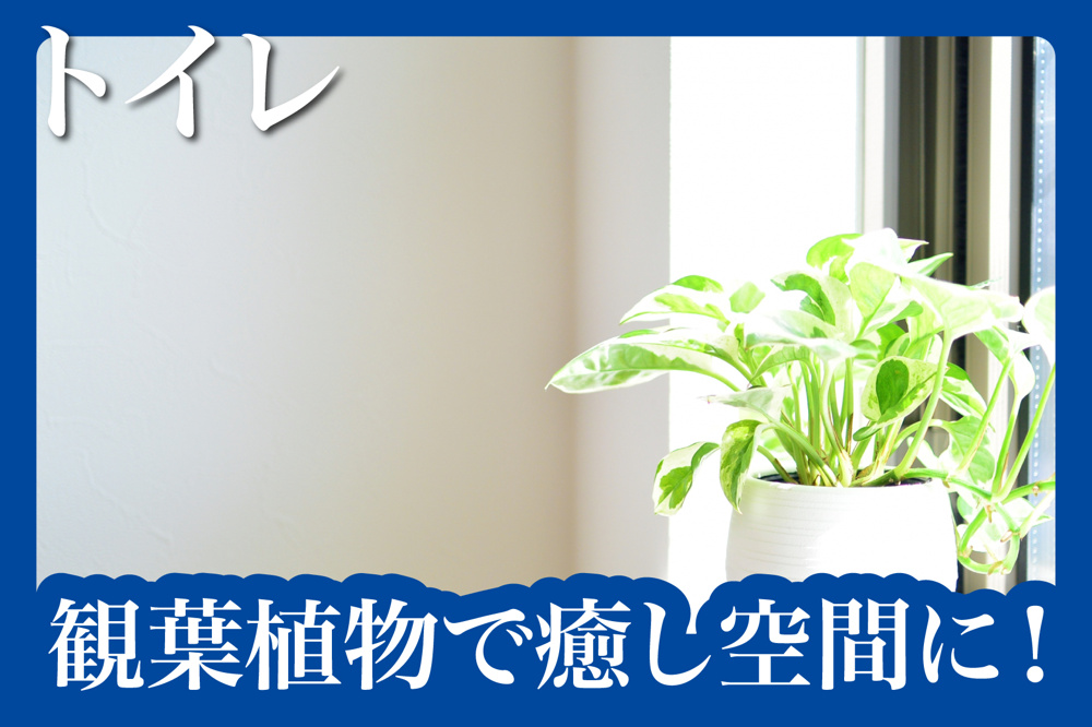 観葉植物で癒し空間に！トイレに置きたいグリーン５選の画像