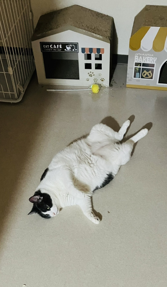 ６月後半は…もう夏気分(^_^)/~の画像