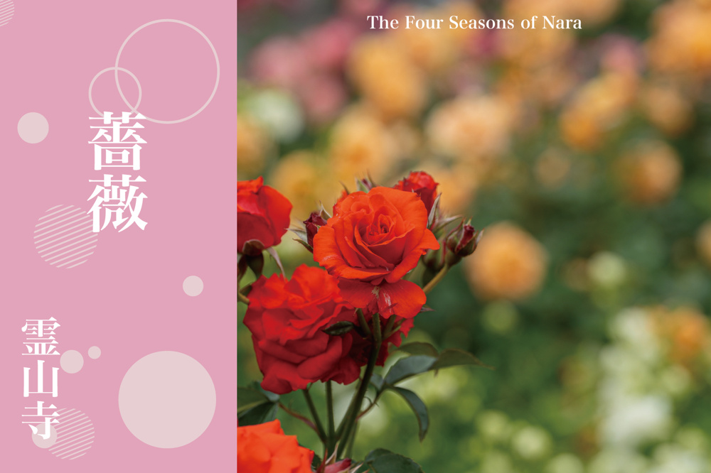 大輪の平和──春、霊山寺に咲く祈りのバラ園の画像